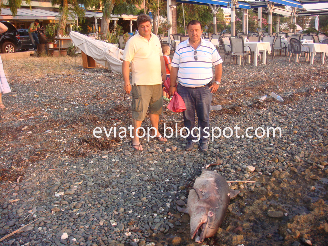 ΦΩΤΟ – Νεκρό δελφίνι σε παραλία της Χαλκίδας