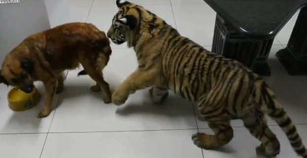 ΒΙΝΤΕΟ-“Μονοφαγάς”…ο σκύλος