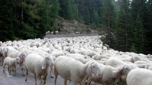 Ζωοκλοπή στην Αγία Παρασκευή της Λέσβου