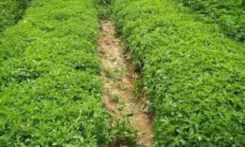 Eπενδύουν στην… στέβια