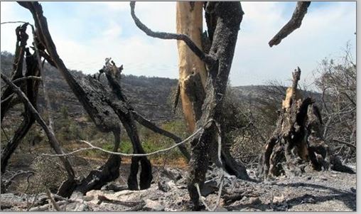 Στάχτη 5.000 στρέμματα