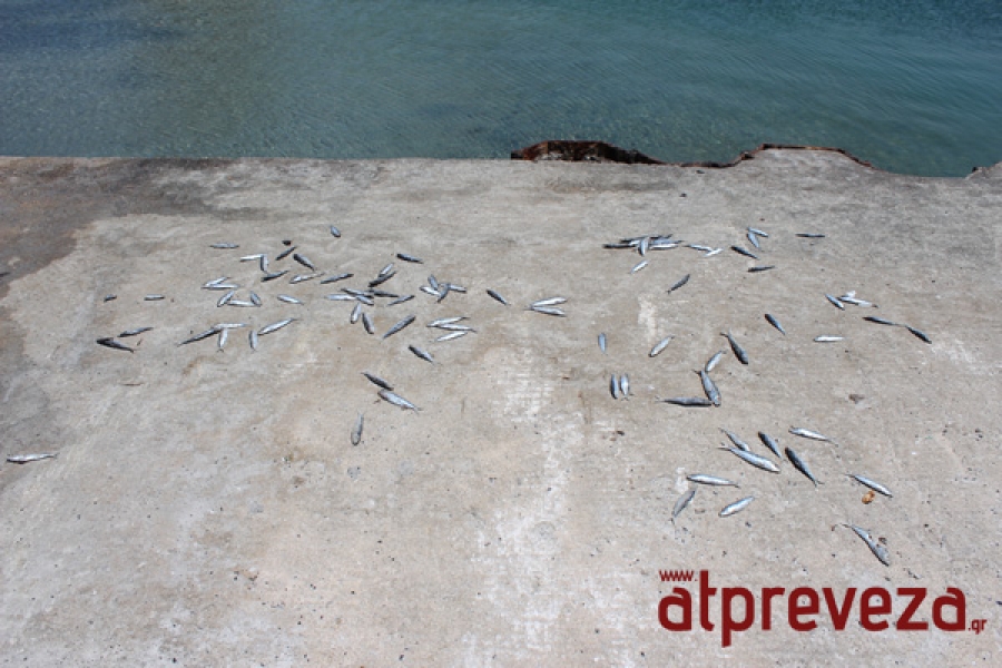 Τα ψάρια βγήκαν στη στεριά