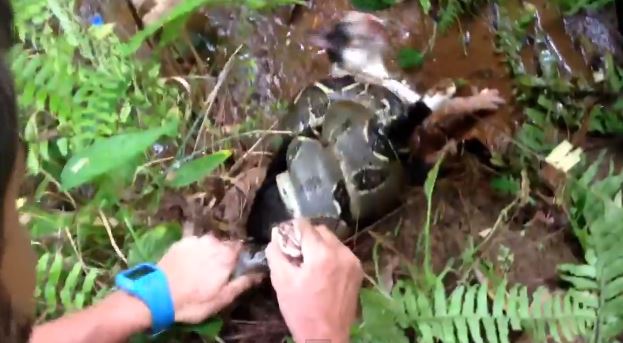 ΒΙΝΤΕΟ-Άνδρας έσωσε γάτα από βόα