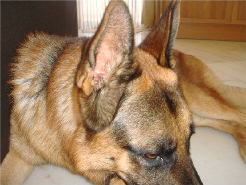 Κλωνοποιούν σκύλο