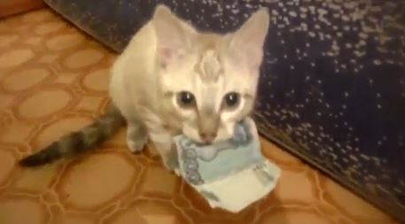 ΒΙΝΤΕΟ-Η γάτα και το χαρτονόμισμα