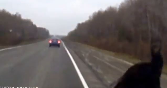 ΒΙΝΤΕΟ-Αυτοκίνητο χτυπάει αρκούδα