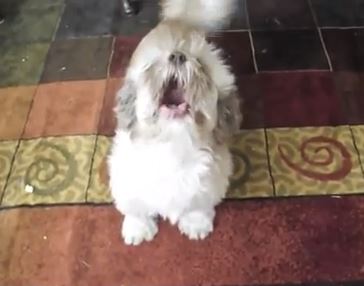 ΒΙΝΤΕΟ- Ο σκύλος που… ουρλιάζει!