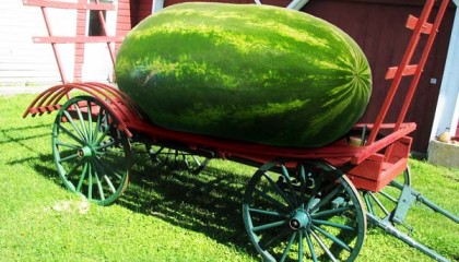 Το μεγαλύτερο καρπούζι της Ελλάδας