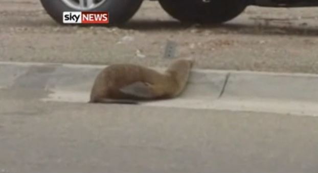 Θαλάσσιος ελέφαντας στο δρόμο