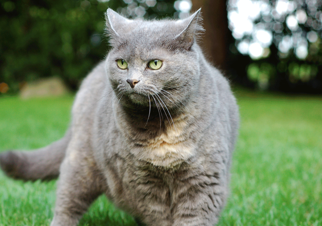 Συνέλαβαν… γάτο για λαθρεμπόριο