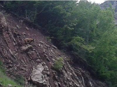 Αρκούδα σε χωριό των Τρικάλων