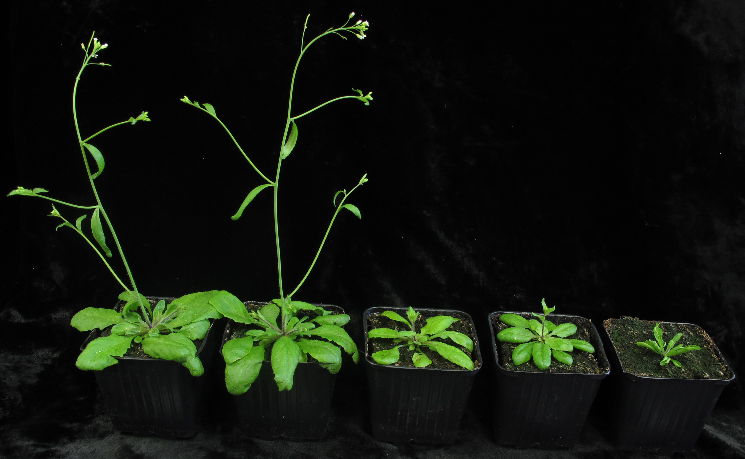 Μαθηματικές ασκήσεις για… φυτά