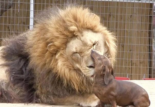 ΒΙΝΤΕΟ- Ο σκύλος και το λιοντάρι