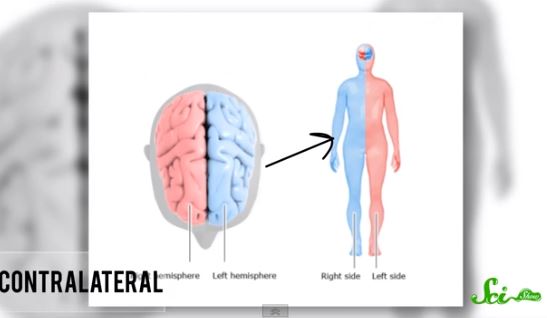 ΒΙΝΤΕΟ-Γιατί υπάρχουν δεξιόχειρες και αριστερόχειρες;