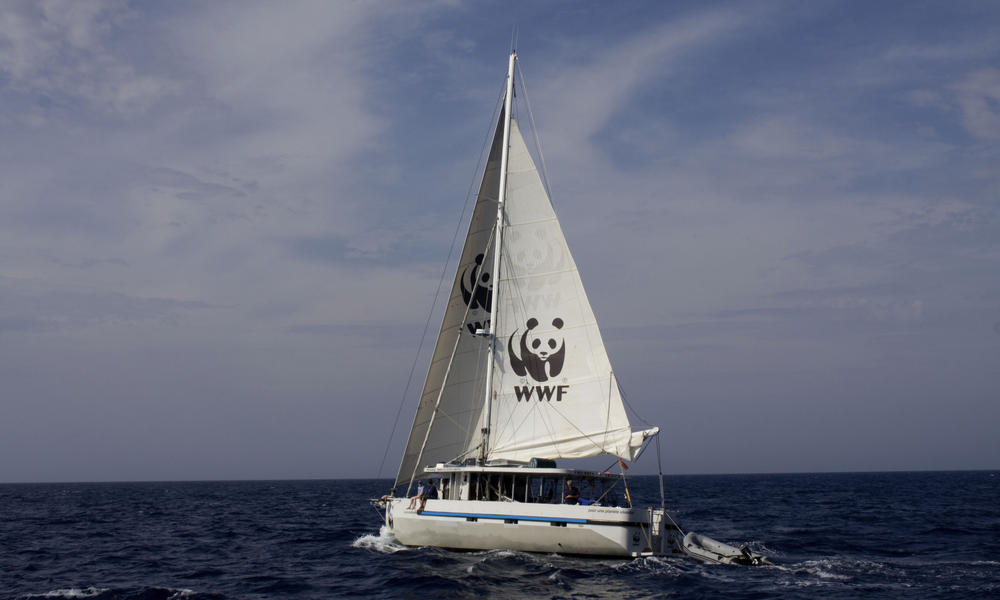 «Καμπανάκι» WWF για τα ναυτικά ατυχήματα