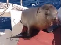 ΒΙΝΤΕΟ- Ο Θαλάσσιος ελέφαντας ανέβηκε στο σκάφος