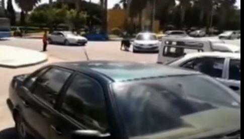 ΒΙΝΤΕΟ- Κεφαλοκλείδωμα στον ταύρο