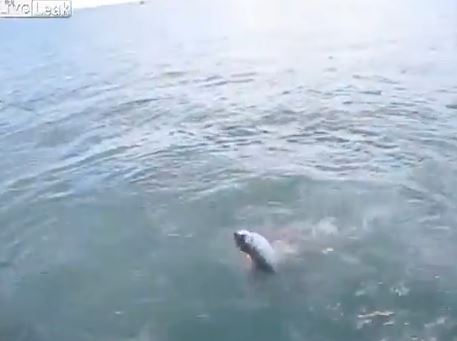 ΒΙΝΤΕΟ-Καρχαρίας κατασπαράζει ψάρι