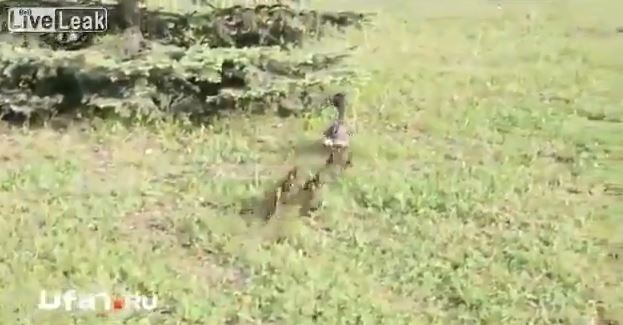 ΒΙΝΤΕΟ-Τα παπάκια βγήκαν βόλτα στη… λεωφόρο