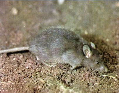 Κατσαρίδες και ποντίκια σε εστιατόριο