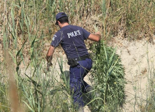 Βρήκαν φυτείες χασίς στο Γύθειο