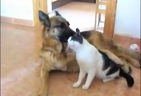 ΒΙΝΤΕΟ-Σκύλοι που αγαπούν τις… γάτες