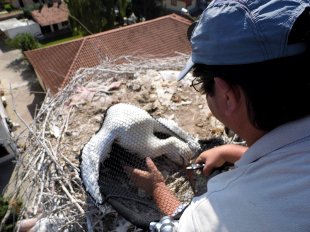 Απεγκλωβισμός πελαργού στην Ξάνθη