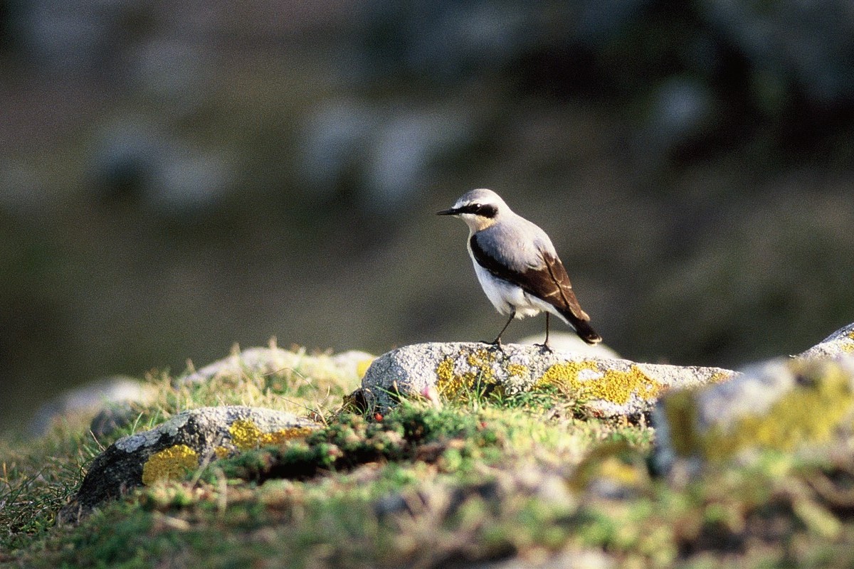 Ωδικό πουλί μεγάλων αποστάσεων
