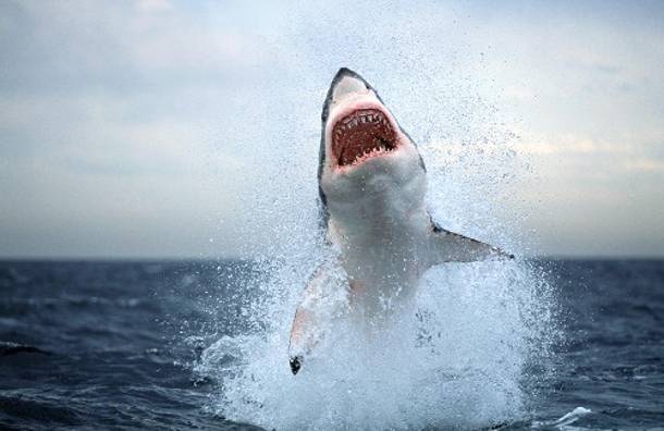 Καρχαρίας διαμέλισε 15χρονη