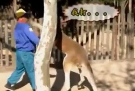 ΒΙΝΤΕΟ-Τον “έδειρε” το καγκουρό