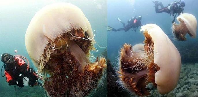 Η μείωση ψαριών φέρνει… μέδουσες