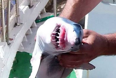 ΦΩΤΟ- Πιάστηκε λευκός καρχαρίας στην Κεφαλονιά