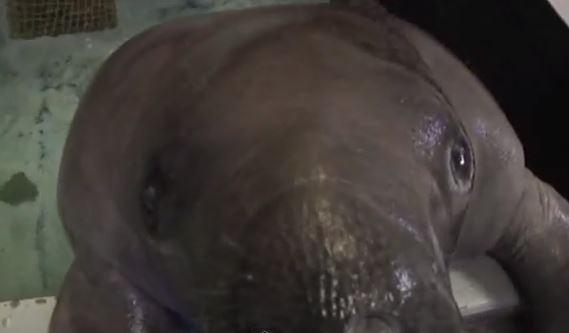 ΒΙΝΤΕΟ-H “γριά” φώκια…γιορτάζει