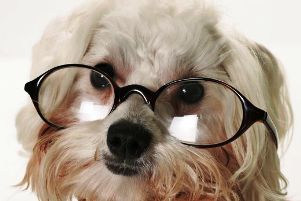 Τα σκυλιά τελικά βλέπουν χρώματα