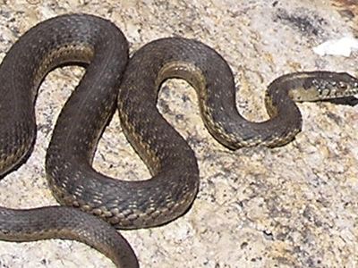 Μαντούδι: Ξεψύχησε από τσίμπημα φιδιού