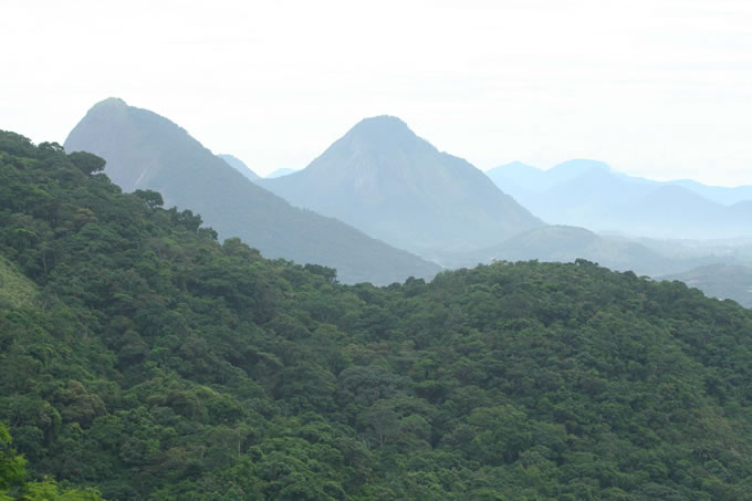 Κατέστρεψαν απειλούμενο δάσος για τον Πάπα