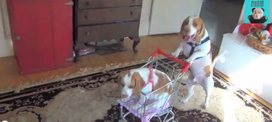 ΒΙΝΤΕΟ-Σκύλος βγάζει κουτάβι… βόλτα με καρότσι