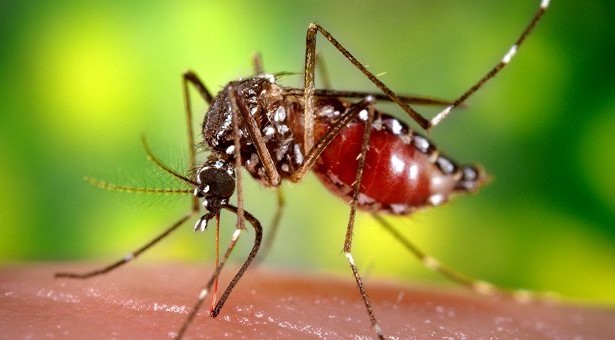 Ονδούρα:Έκρηξη της επιδημίας του δάγκειου πυρετού