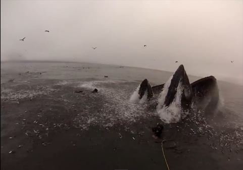 ΒΙΝΤΕΟ-Θα τους καταβρόχθιζε φάλαινα