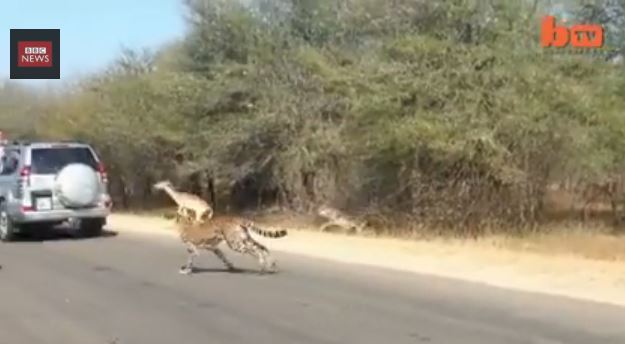 Αντιλόπη βρίσκει καταφύγιο σε ΙΧ