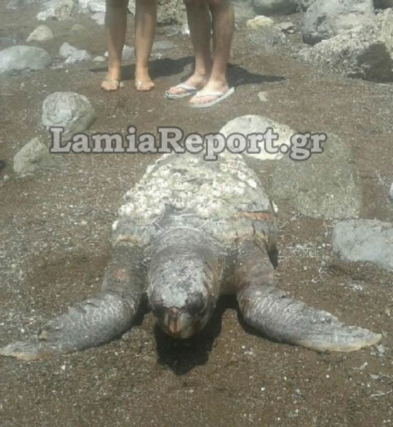 Καρέτα-καρέτα πιάστηκε σε δίχτυα ψαράδων