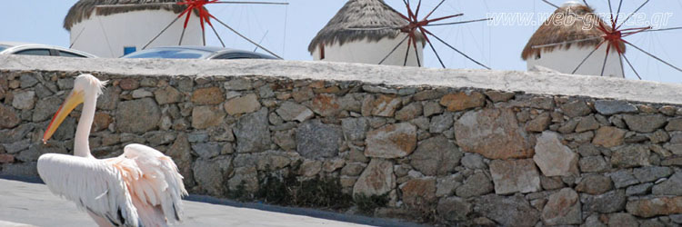 Σκοτώθηκε ο Πελεκάνος της Μυκόνου