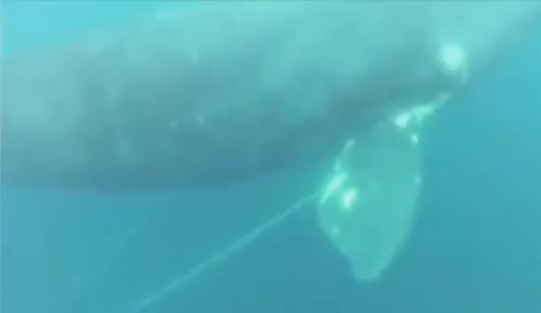 ΒΙΝΤΕΟ- Ψαράς έσωσε… φάλαινα