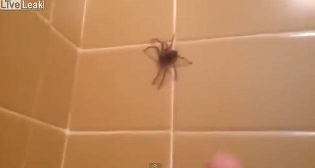 ΒΙΝΤΕΟ-Έκανε…μπάνιο την αράχνη