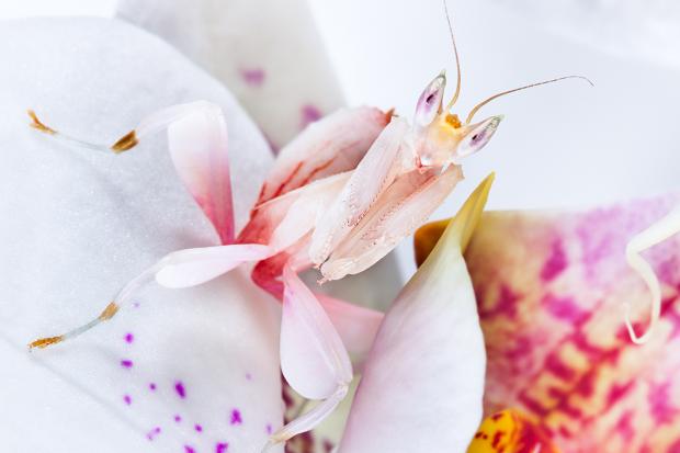 Έντομα με «υπερφυσικές» ικανότητες