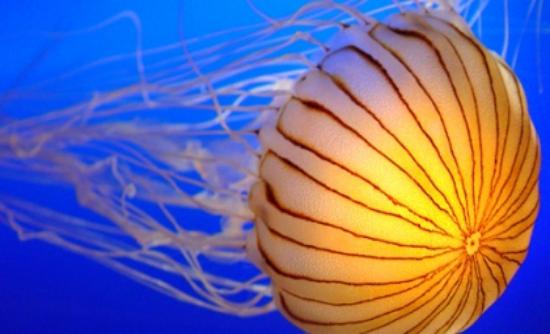 Αυξήθηκαν οι τσούχτρες