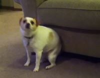 ΒΙΝΤΕΟ- Ένας σκύλος χορεύει Eminem