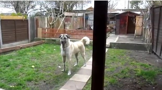 BINTEO-Σκύλος δεν “ξέχασε” το αφεντικό του