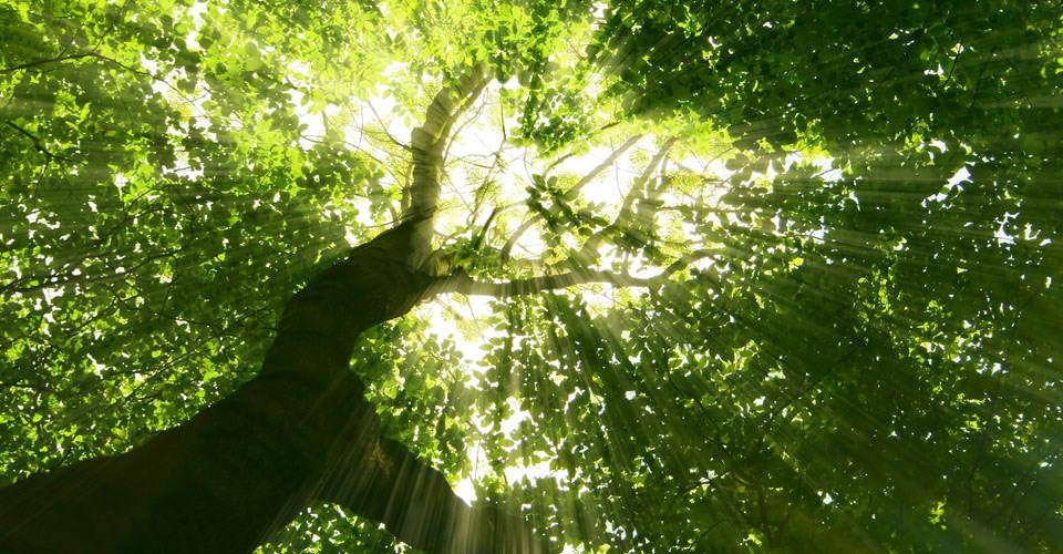 Απαγόρευση στο Σέιχ Σου