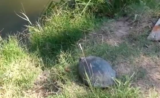 BINTEO – Πώς μια χελώνα πηδάει στο νερό